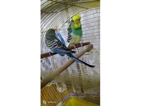 7 muhabbet kuşu papağan ile takas olur