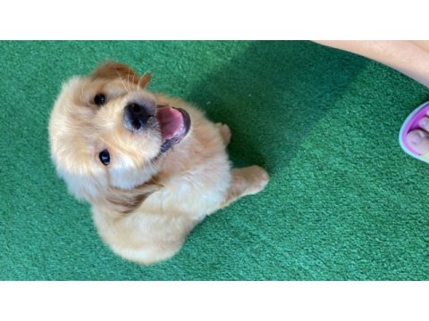 Golden retriever 2,5 aylık