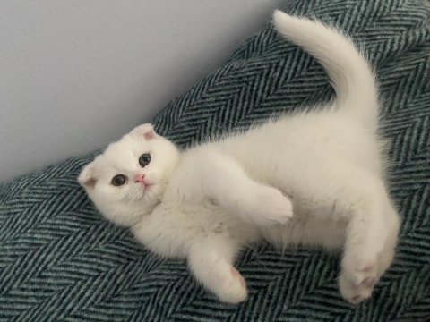 Çok güzel bakabilecek birisine kedimi sahiplendirmek