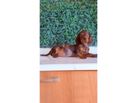 Çikolata merle rengi ile en güzel dachshund