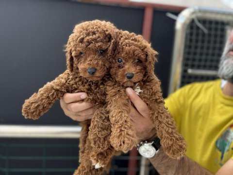 Ankaranın en seçkin toy poodle yavruları