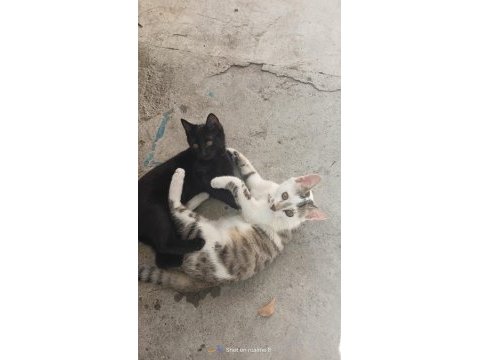 Oyuncu ve sevecen iki kardeş kedimiz