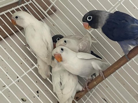 Satılık cennet papağanları
