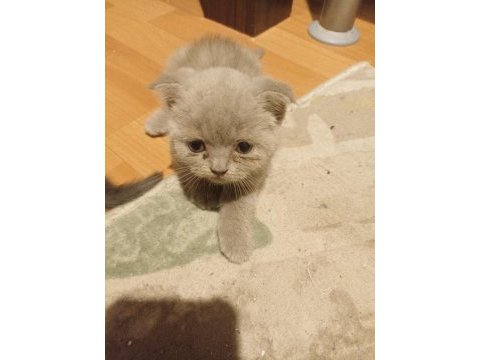 Scottish fold yavrular sahiplendirilmeyi bekliyorlar