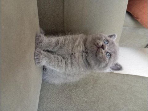 British shorthair 2 aylık