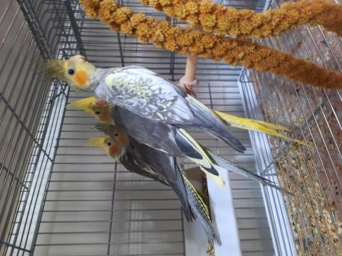 Wıfı lutıno ve pıed sultan papağanı bebekler bayram şekeri