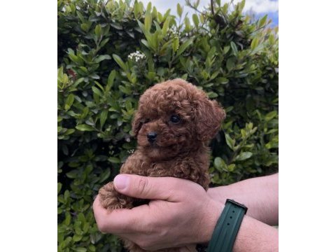 Ultra a kaliteli toy poodle yavrular