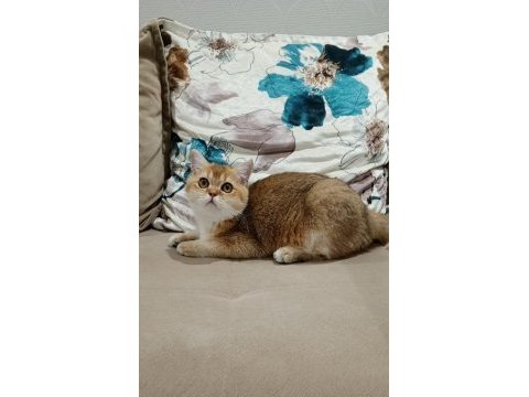 British shorthair yakışıklı teslime hazır