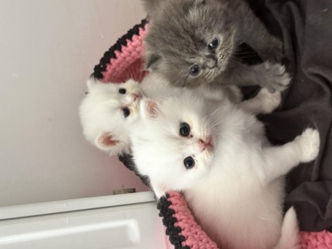 2 aylık olduğunda sahiplendirilecek yavru kediler