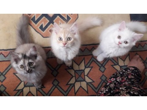 İran kedisi pamuklar