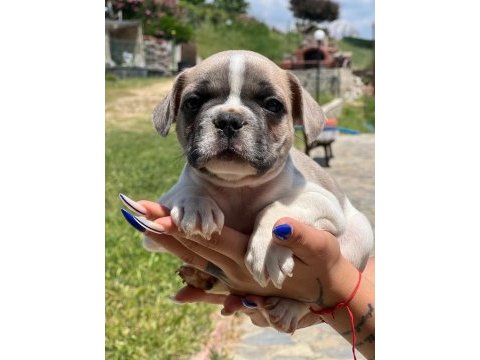 Merhaba ben coco bulldog