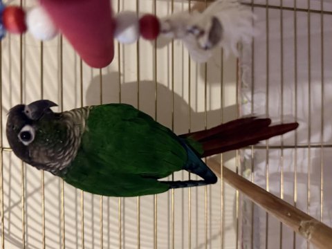 Green cheek conure (yeşil yanaklı konur)