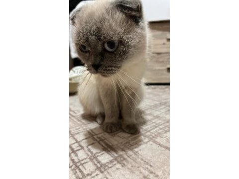 Scottish fold 2 yaşında
