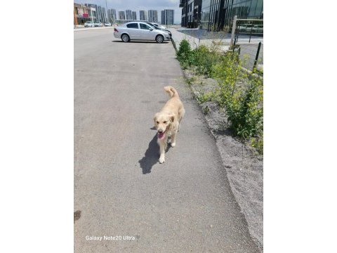 Golden retriever kızımıza yuva arıyoruz