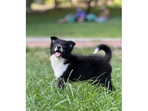 A kalite yavru köpekler