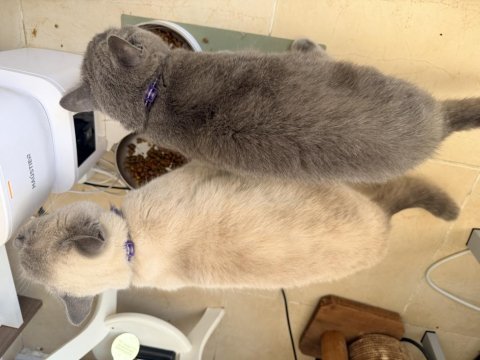 Ücretsiz british shorthair kedimiz