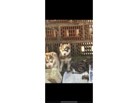 Husky ırkının en iyilerini isteyenlere