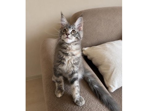 Dev maine coon dişi tortie renk