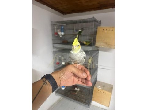 Full evcil el besleme yavru sultan papağanı