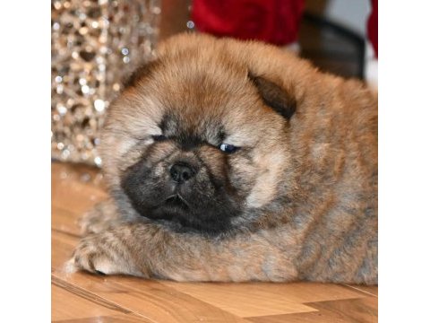 Ailenize neşe getirecek chow chow yavruları
