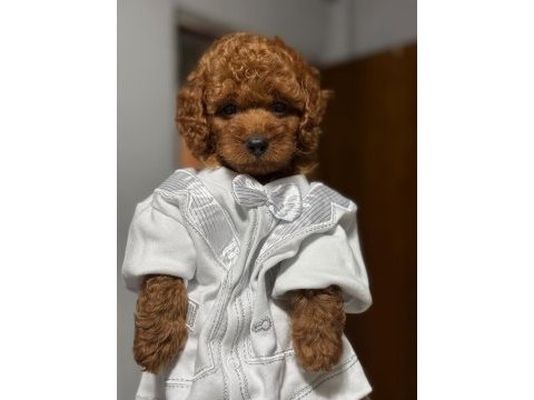 Ultra kaliteli poodle yavrular