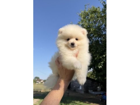 Pomeranian boo dişi karbeyaz