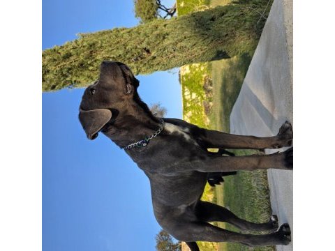 Simsiyah dişi panter cane corso