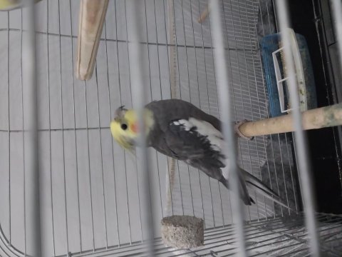Çift tutmuş sultan papağanları