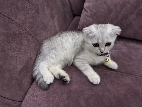 Nadir bulunan renkte gri scottish fold