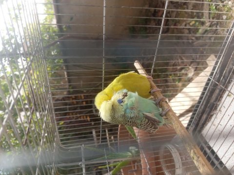 Show jumbo muhabbet kuşu