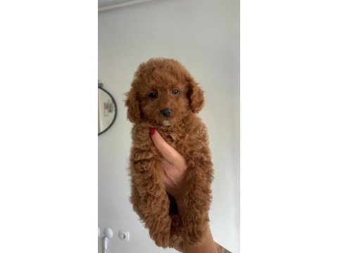 Yeni yuvasına gitmeye hazır toy poodle bebeğimiz