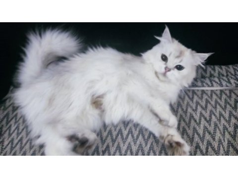 3 yaşında safkan dişi british longhair