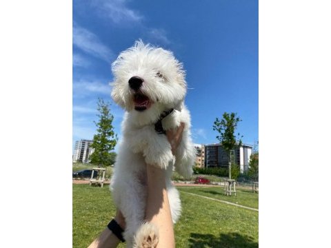 Maltipoo 6 aylık dişi