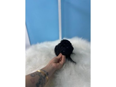 Siyah toy poodle yavrular
