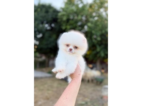 Micro teacup kusursuz karbeyaz pomeranian boo