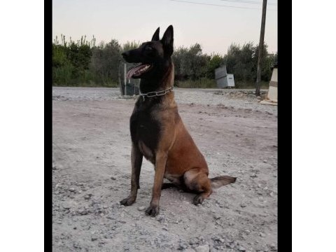 A şecereli belçika kurdu yavrular en iyisini isteyenlere