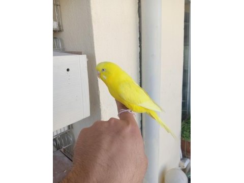 Kırmızı göz takım muhabbet kuşu