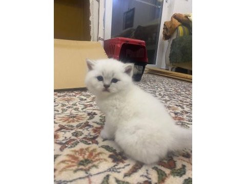 British shorthair