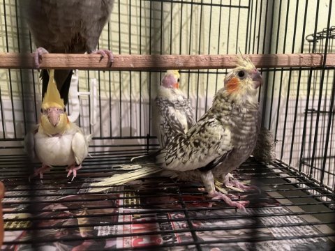 Yeme düşmüş sultan papağanı yavruları