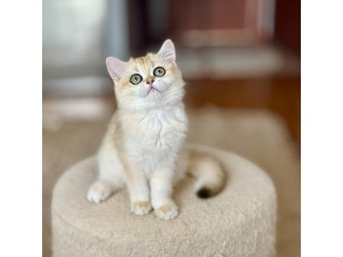 Şecereli british shorthair dişi yavru