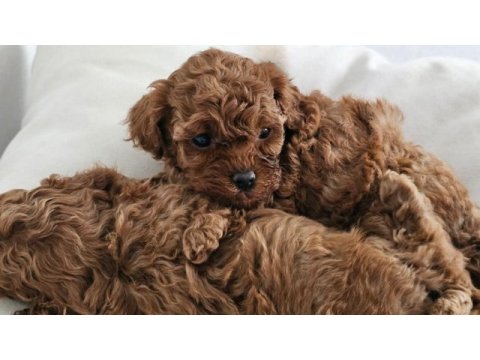 Poodle yavrularım yeni sahibini bekliyor