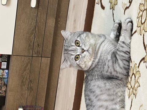 Erkek british shorthair kaplan çizgili kısır değil