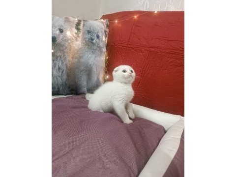 Kar topu scottish fold bebekler