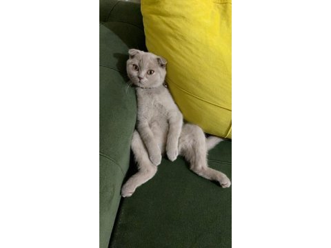 Güzel scottish fold yuva arıyoruz