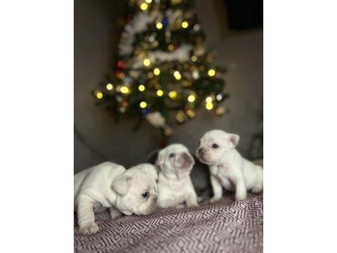 Egzotik french bulldog yavrularımız rezerveye açılmıştır