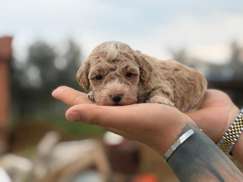 Maltipoo yavrular 4 kg garantili