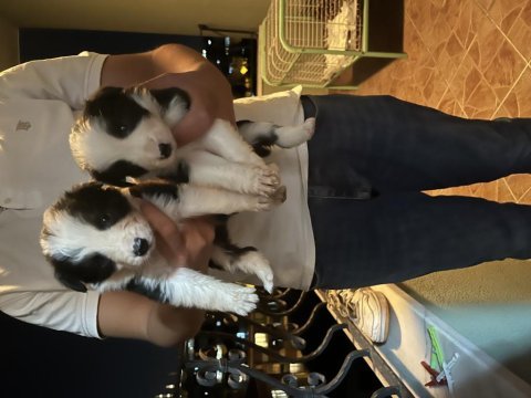 Border collie kardeşler yeni yuvalarını arıyor