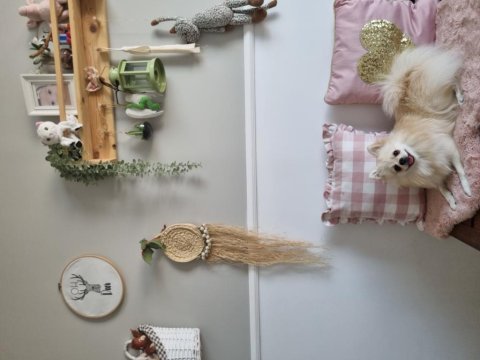 Dişi pomeranian boo