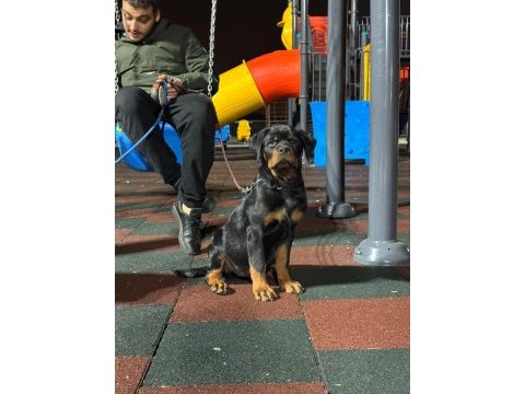 Kif kayıtlı rottweiler
