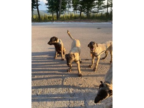 Orjinal kangal köpekleri